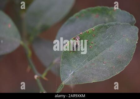 Close up spider killing and eating housefly in the nature Stock Photo