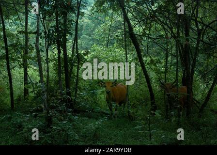 The banteng (Bos javanicus) is a species of wild cattle found in mainland Southeast Asia. See here in the Huai Kha Khaeng wildlife sanctuary, Thailand Stock Photo