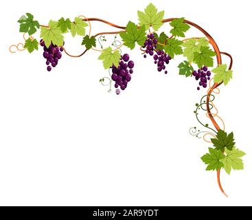Grapevine plant with grapes and tendrils for top angle frame Stock Vector