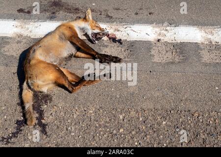 Killed dead fox animal body lay on rural road and car drive passing ...