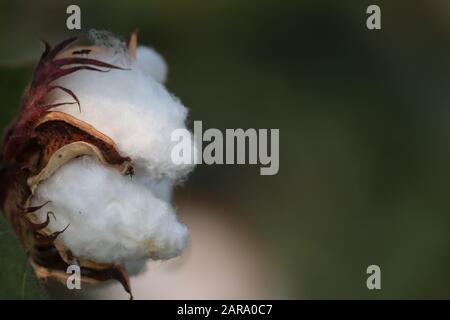 side view Cotton ball in full bloom - cotton agriculture farm crop image with blur background Stock Photo