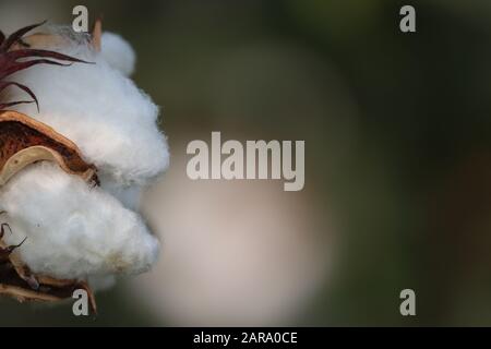 side view Cotton ball in full bloom -cotton agriculture farm crop image Stock Photo