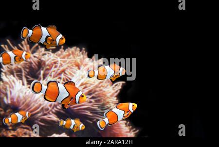 Sea anemone and clown fish in marine aquarium. Isolated on black background. Copy space for text. Mock up template Stock Photo