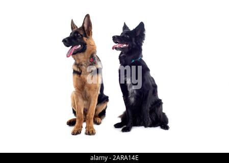 Two dogs sitting in studio Stock Photo