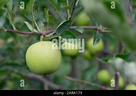 Apple fruit tree, Sitla Estate, Sheetla, Nainital, Kumaon, Uttarakhand, India, Asia Stock Photo