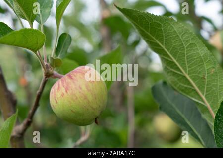 Apple fruit tree, Sitla Estate, Sheetla, Nainital, Kumaon, Uttarakhand, India, Asia Stock Photo