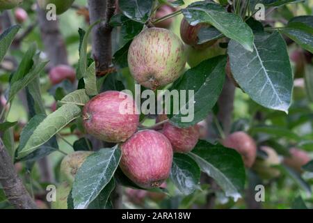 Apple fruit tree, Sitla Estate, Sheetla, Nainital, Kumaon, Uttarakhand, India, Asia Stock Photo