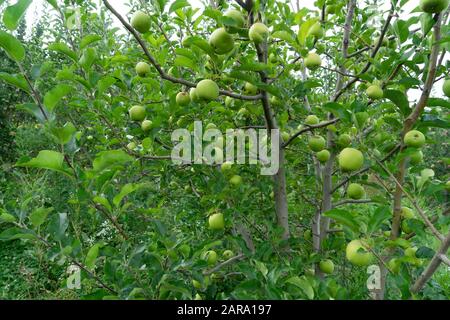 Apple fruit tree, Sitla Estate, Sheetla, Nainital, Kumaon, Uttarakhand, India, Asia Stock Photo