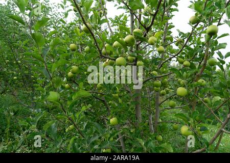 Apple fruit tree, Sitla Estate, Sheetla, Nainital, Kumaon, Uttarakhand, India, Asia Stock Photo