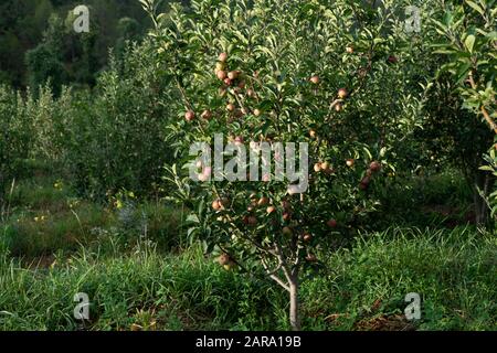 Apple fruit tree, Sitla Estate, Sheetla, Nainital, Kumaon, Uttarakhand, India, Asia Stock Photo