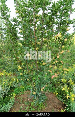 Apple fruit tree, Sitla Estate, Sheetla, Nainital, Kumaon, Uttarakhand, India, Asia Stock Photo