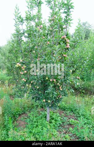 Apple fruit tree, Sitla Estate, Sheetla, Nainital, Kumaon, Uttarakhand, India, Asia Stock Photo