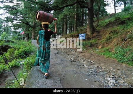 Woman carrying LPG cylinders, Deodars Guest House, Papersali, Almora, Uttarakhand, India, Asia Stock Photo