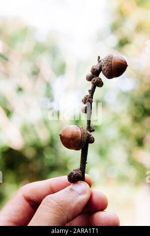 Hand holding Dried Acorns of oak tree on its branch with green forest background. close up detail Stock Photo