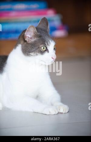 Domestic short-haired cat, Durban, South Africa Stock Photo - Alamy