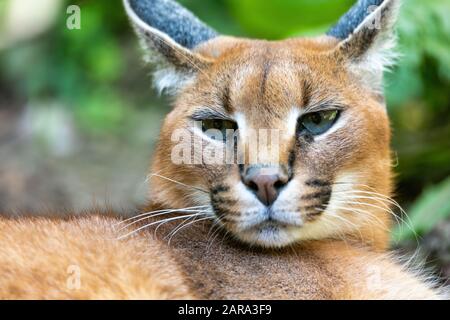 beutiful cat, Caracal (Caracal caracal) close up of the head against a blurred natural background, wildlife Stock Photo