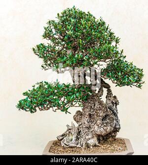 A small bonsai tree in a ceramic pot. Stock Photo