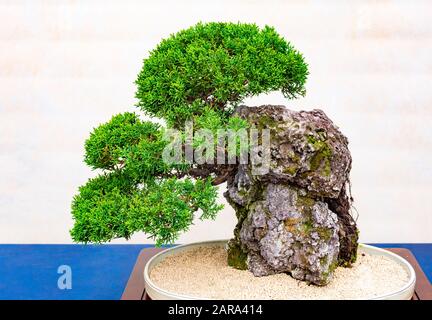 A small bonsai tree in a ceramic pot. Bonsai -ishizuki- One of the hardest bonsai styles to grow. Stock Photo