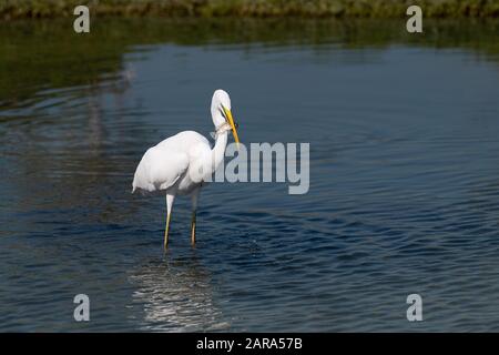 A Great Egret (Ardea alba), also kown as the Common Egret, is showing off a fish it just caught in the shallow waters of a lagoon. Stock Photo