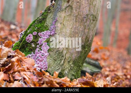 Parasitic fungus Chondrostereum purpureum growing on tree trunks Stock Photo