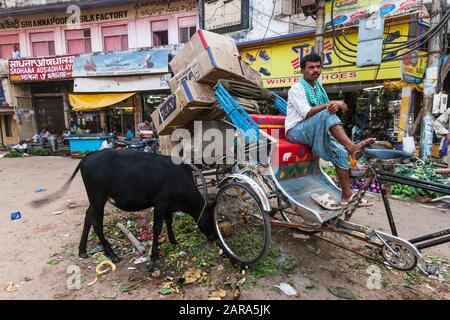 Rickshaw and cattle on main street of holy Varanasi also Benares, Banaras, Uttar Pradesh, India, South Asia, Asia Stock Photo