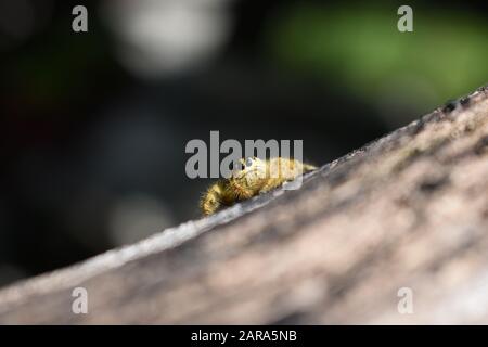 A giant jumper spider (Hyllus giganteus) crawling on a wooden log. Surakarta, Indonesia. Stock Photo
