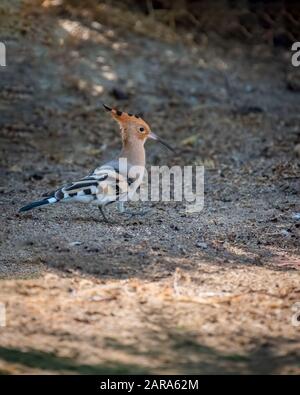 Eurasian Hoopoe (Upupa epops), a beautiful bird with an attractive crest and walking on the ground and resembles a soldier in uniform marching. Stock Photo