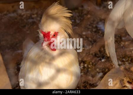 White fluffy chicken in a chicken coop on a farm Stock Photo