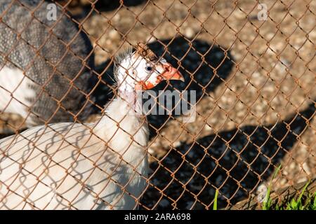 Guinea fowl birds in a cage poultry farm Stock Photo