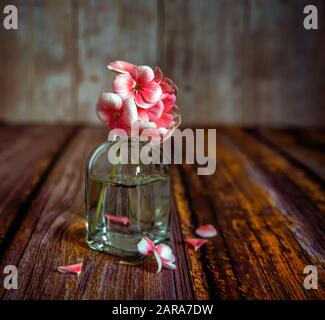 Still life with geranium flowers. Close-up flower on a soft, blurry background. Vintage. Stock Photo
