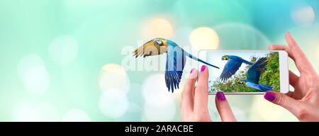 Female hand holding a smartphone with macaw parrot flying coming out from the screen. Light bokeh background copy space. Stock Photo