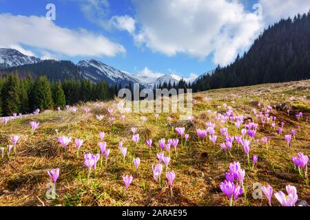Crocus flowers on spring High Tatras mountains in Kalatowki meadow, Zakopane, Poland. Landscape photography Stock Photo