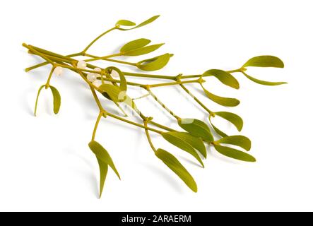 Viscum album, commonly known as European mistletoe, common mistletoe or simply as mistletoe, mistle. Isolated on white background. Stock Photo