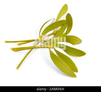Viscum album, commonly known as European mistletoe, common mistletoe or simply as mistletoe, mistle. Isolated on white background. Stock Photo