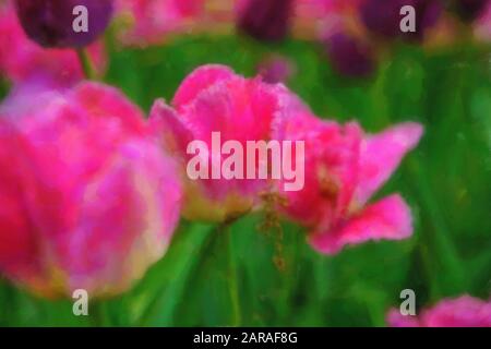 Watercolor wallpaper with pink flowers.Digital painting with vibrant tulip flower field for background design.Beautiful backdrop with tulips from Neth Stock Photo