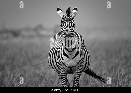 Black and white Zebra portrait on the plains of Maasai Mara, Kenya Stock Photo