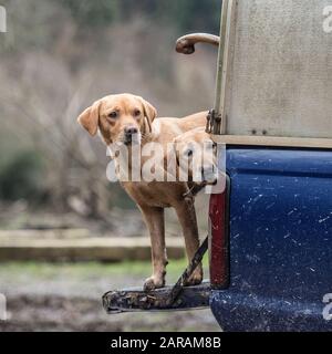 two labrador retriever gundogs in as pickup Stock Photo