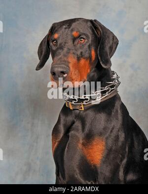 dobermann wearing prong pinch collar Stock Photo Alamy