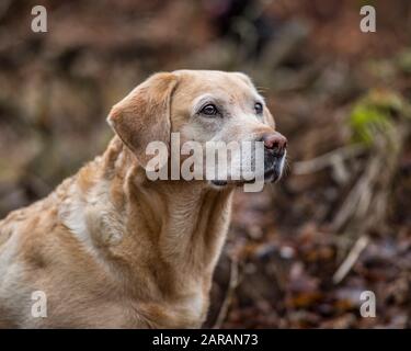 elderly yellow labrador retriever Stock Photo