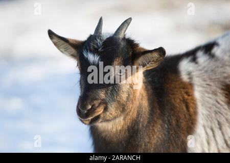 Pygmy goat in a park, in snowy wintertime Stock Photo