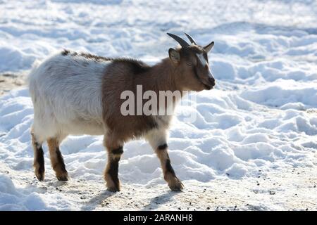 Pygmy goat in a park, in snowy wintertime Stock Photo