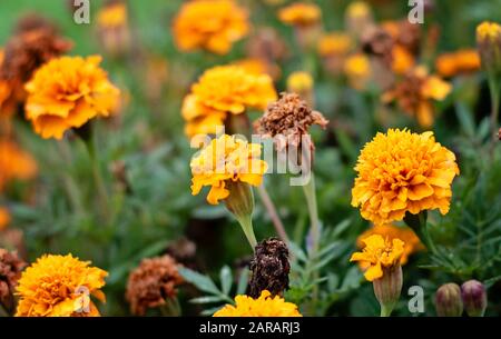 Many yellow flowers Tagetes Patula in bloom. The flower Tagetes patula in the garden. Marigold Tagetes patula flowers. Natural floral background.