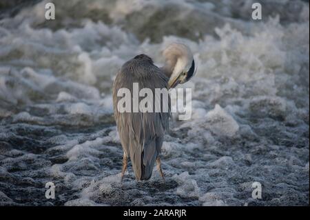 Grey heron (Ardea cinera), fishing in the turbulent waters of the River Nith, Dumfries, SW Scotland Stock Photo