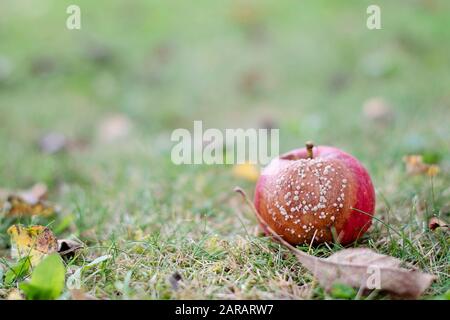 Selective focus on rotten red apple on the grass in sunny autumn day. Close-up image of rotten apple. Decaying apple front view. Blurred background. Stock Photo