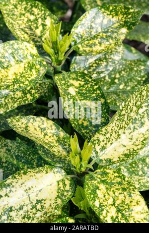 Spotted laurel (Aucuba japonica 'Crotonifolia') also known as Japanese Laurel with characteristic yellow blotches on green leaves Stock Photo