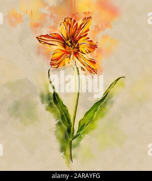 Digitally enhanced image of a 17th century watercolor painting of a Tulipa gesneriana (Gesner's Tulip) Stock Photo