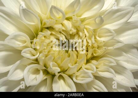 white dahlia, Summer flowers is genus of plants in sunflower family Asteracea Stock Photo