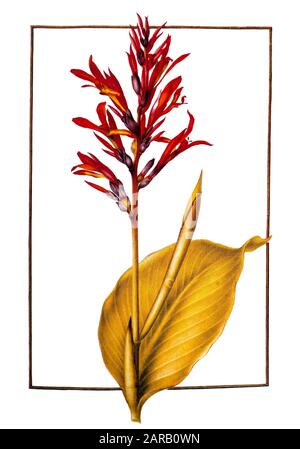 Canna indica, (Indian shot) 17th century hand painted on Parchment botany study of a from the Jardin du Roi botanical Florilegium of Prince Eugene of Stock Photo