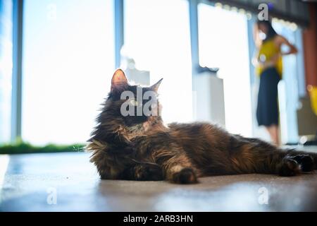 the cat relaxing lies on the floor amid the dressing girl Stock Photo