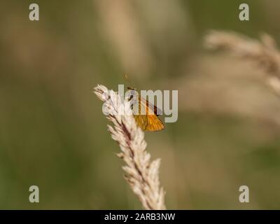 Large Skipper butterfly (Ochlodes venata) resting on grass Stock Photo